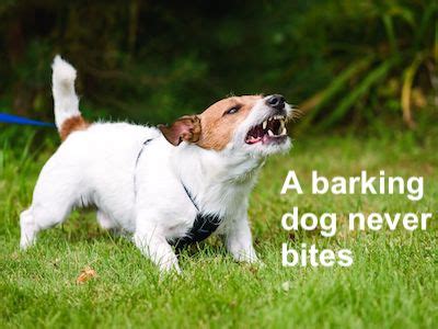 dog urban dictionary|my dogs are barking saying.